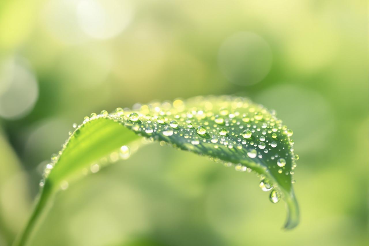 蜜露晨光:露珠里的微观宇宙 - 青柠视频 蜜露晨光:露珠里的微观宇宙